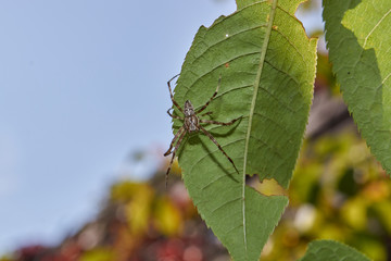 The first day of autumn in the garden. Spider cross (lat. Araneus).