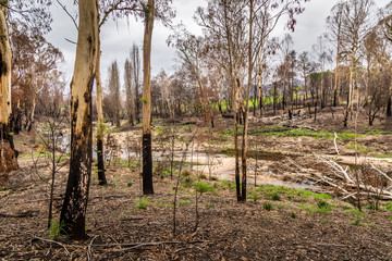 A forest next to the Wallaga Lake in New South Wales, Australia burnt down during the bush fires. Life comes back to nature.