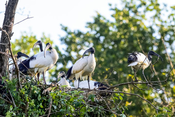 Ibis sacro in gruppo