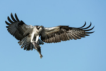 Osprey Fish