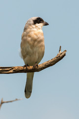 Pie grièche écorcheur,.Lanius collurio, Red backed Shrike