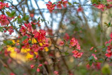 Blooming tree with pink flowers