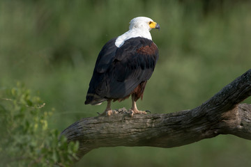 Obraz premium Pygargue vocifer, .Haliaeetus vocifer , African Fish Eagle, Parc national Kruger, Afrique du Sud