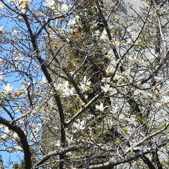 flowering tree