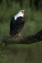 Pygargue vocifer, .Haliaeetus vocifer , African Fish Eagle, Parc national Kruger, Afrique du Sud