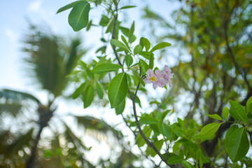 floors on the Exotic Antilles beach with palm tree in the Martinique at sunrise
