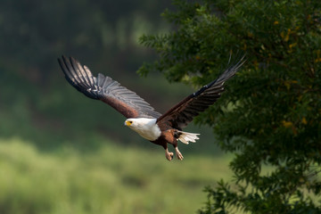 Pygargue vocifer, .Haliaeetus vocifer , African Fish Eagle, Parc national Kruger, Afrique du Sud