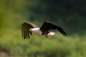 Pygargue vocifer, .Haliaeetus vocifer , African Fish Eagle, Parc national Kruger, Afrique du Sud