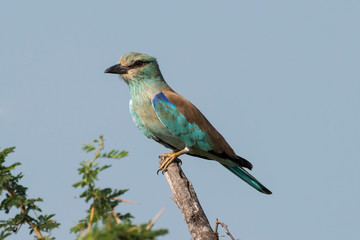 Rollier d'Europe,.Coracias garrulus, European Roller