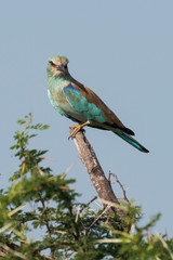 Rollier d'Europe,.Coracias garrulus, European Roller