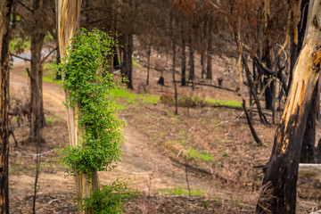 A forest next to the Wallaga Lake in New South Wales, Australia burnt down during the bush fires. Life comes back to nature.