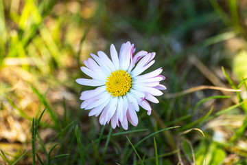 Daisy flower (Bellis perennis) on meadow