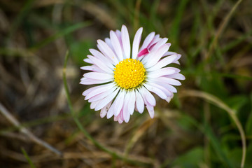 Obraz premium Daisy flower (Bellis perennis) on meadow