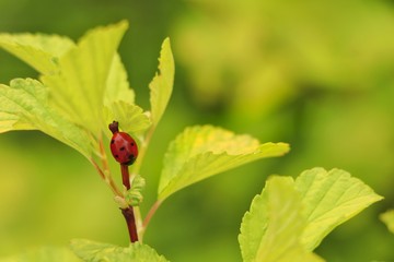 Closeup image with a little red ladybug on a green spring leave. 