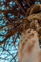 Struktura rośllina 114