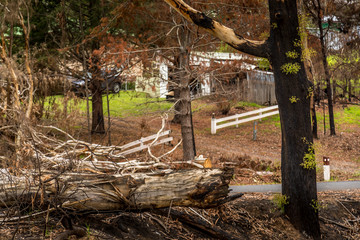 An old tree in New South Wales, Australia burnt down during the bush fires. Life comes back to nature.