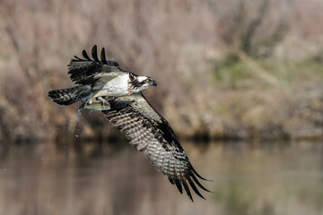 Osprey With Fish