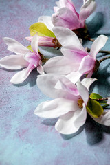Beautiful pink magnolia flowers on branches with new leaves on blue texture background. Close up, copy space