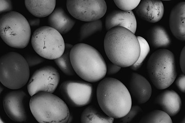Bunch of fresh chicken eggs collected, monochromatic view