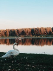 White swan on the background of lake and golden autumn forest.