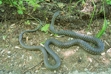 Couleuvre en chasse