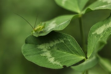 Small green grasshopper on a clover leaf.