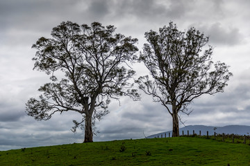 Trees on a meadow next to the  Wallaga Lake in New South Wales, Australia.