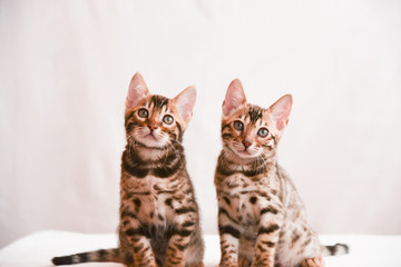 Two kittens look closely at the camera lens. Bengal breed. The concept of curiosity and inquisitiveness.