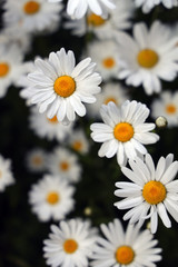 white daisies on black background
