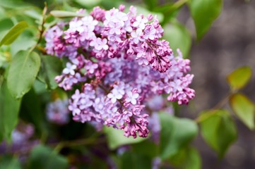 Obraz na płótnie Canvas flowering of lilac in the spring time of year. lilac lilac flowers close-up. Floral natural background