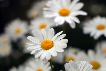 Fototapeta premium daisies on a black background