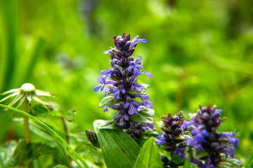 Bog purple hyacint flower bokeh background