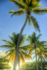 walking on Exotic Antilles beach with palm tree on the Martinique Tropical beach at sunrise