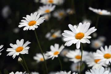Obraz premium daisies in a garden