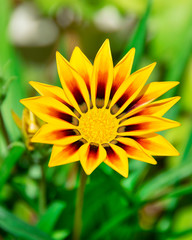 Yellow Flower and Green Plants