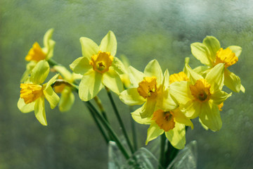 Obraz na płótnie Canvas A bunch of yellow daffodils on the window. Close-up, still life.