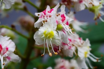 Macro closeup of isolated pink, white, yellow blossoms of horse chestnut tree (Aesculus hippocastanum) in spring - Germany