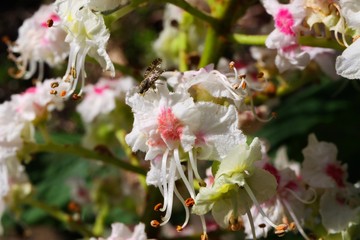 Fototapeta na wymiar Macro closeup of isolated pink, white, yellow blossoms of horse chestnut tree (Aesculus hippocastanum) in spring - Germany