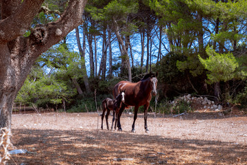 Young beautiful foal (Menorquin horse) with his mom in the pasture. Menorca (Balearic Islands), Spain