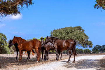 Group of beautiful horses (Menorquin horse) relax in the shade of the trees. Menorca (Balearic Islands), Spain