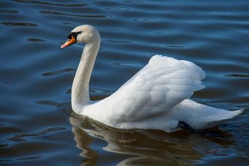Naklejka premium White swan floats on the calm water of the lake