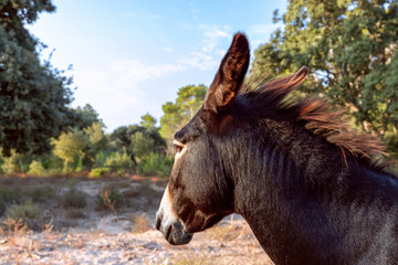 Portrait of a cute young donkey. Donkey head. Menorca, Balearic islands, Spain