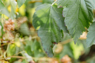 A complex spider web hanging on the leaves of a tree