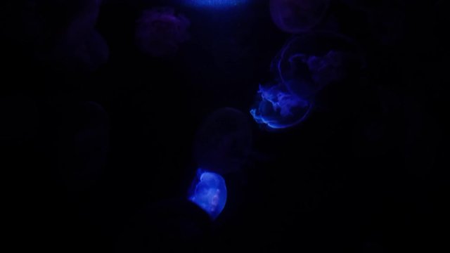 Jellyfish night. Abstract background. 4k.
