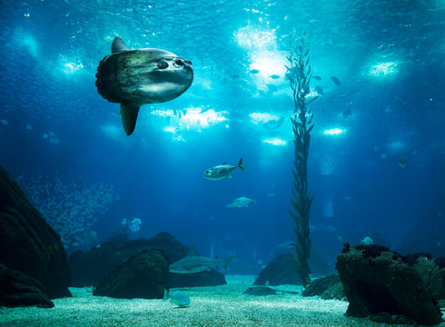 Oceanario of Lisbon, Portugal, Europe
