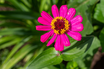 Obraz premium one flower of red tsiniya on the background of greenery, top view