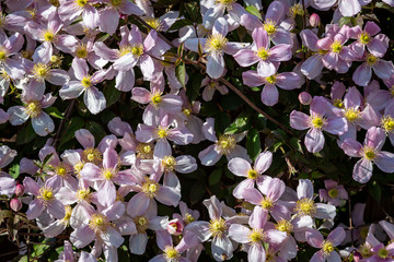 Naklejka premium A flowering clematis plant in bloom in spring