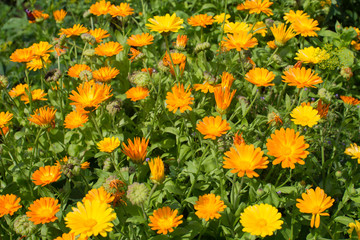 calendula flowers in a flower bed on a sunny day