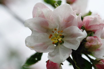 Fototapeta na wymiar beautiful white-red apple tree flower from my garden close-up