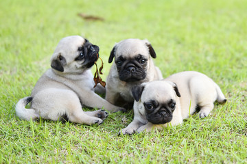 Cute puppies brown Pug playing together in green lawn